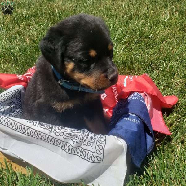 River, Rottweiler Puppy